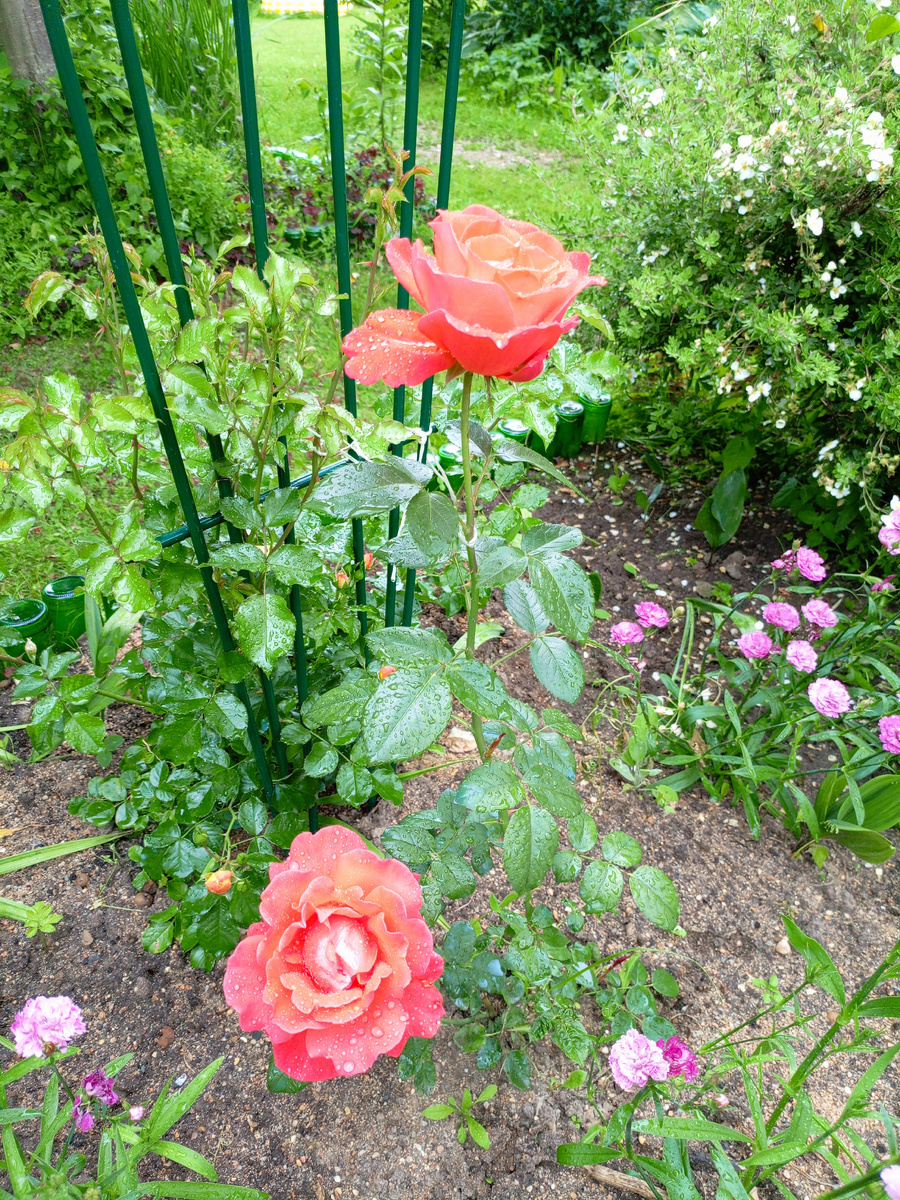 Alexander - первые цветы в сезоне 2025 года