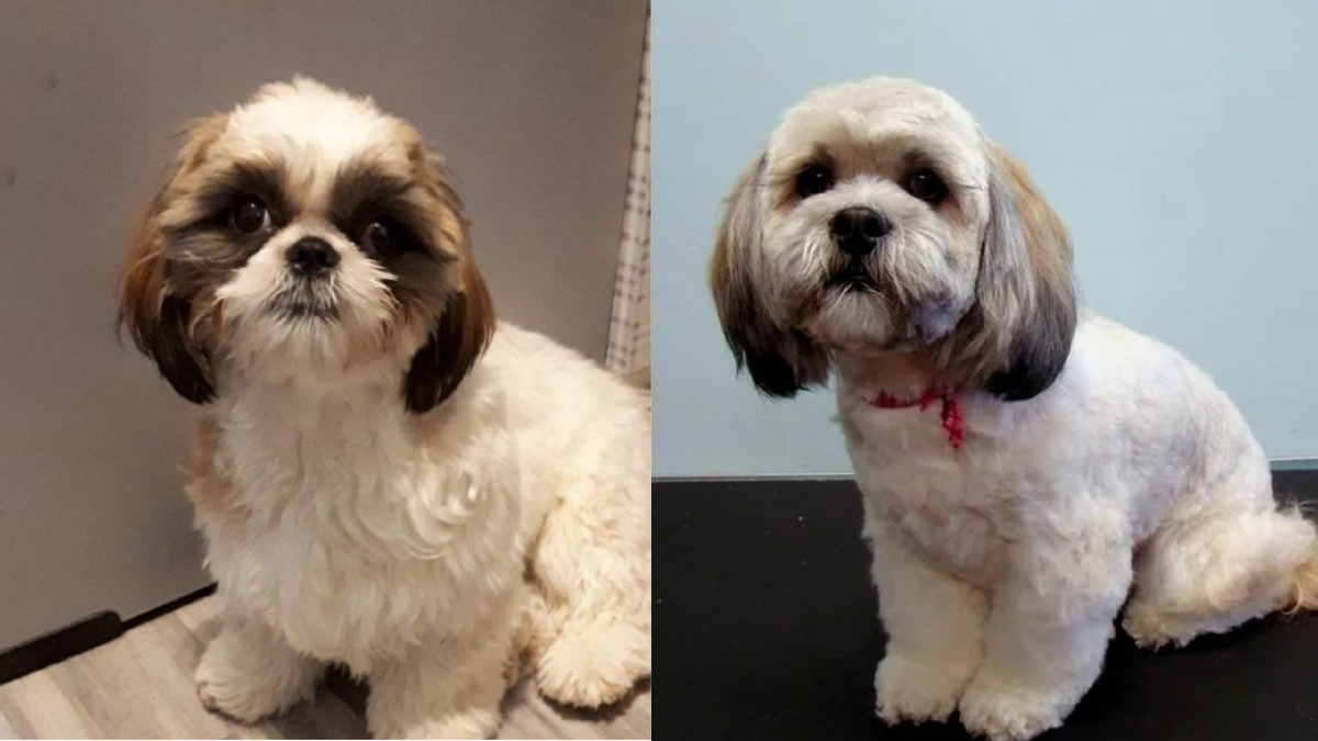 Ши-тцу и лхасский апсо