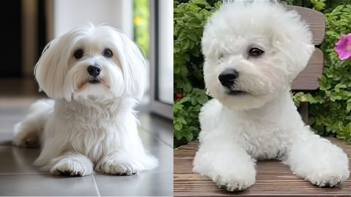 Мальтийская болонка и бишон фризе