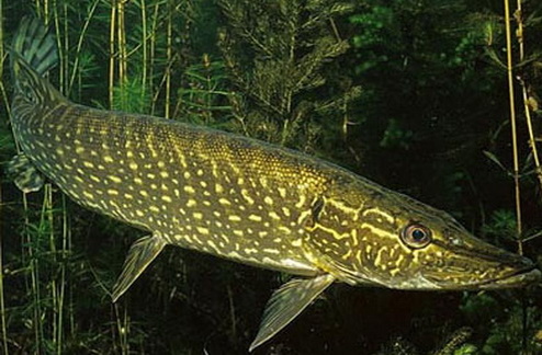 Как не остаться без щуки: 3 ошибки, которые совершают 90% рыболовов в январе