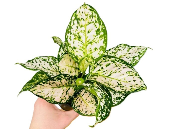 Aglaonema Eileen