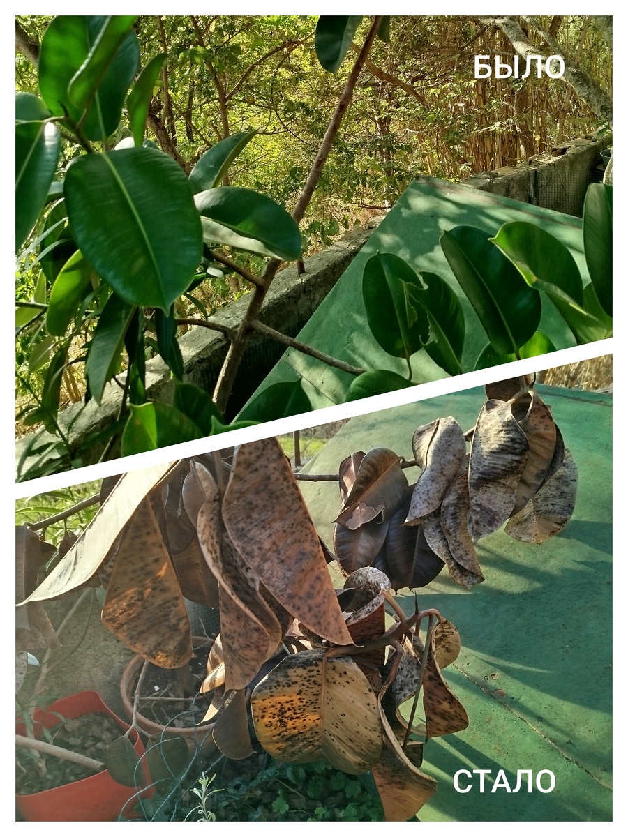 Коллаж автора.