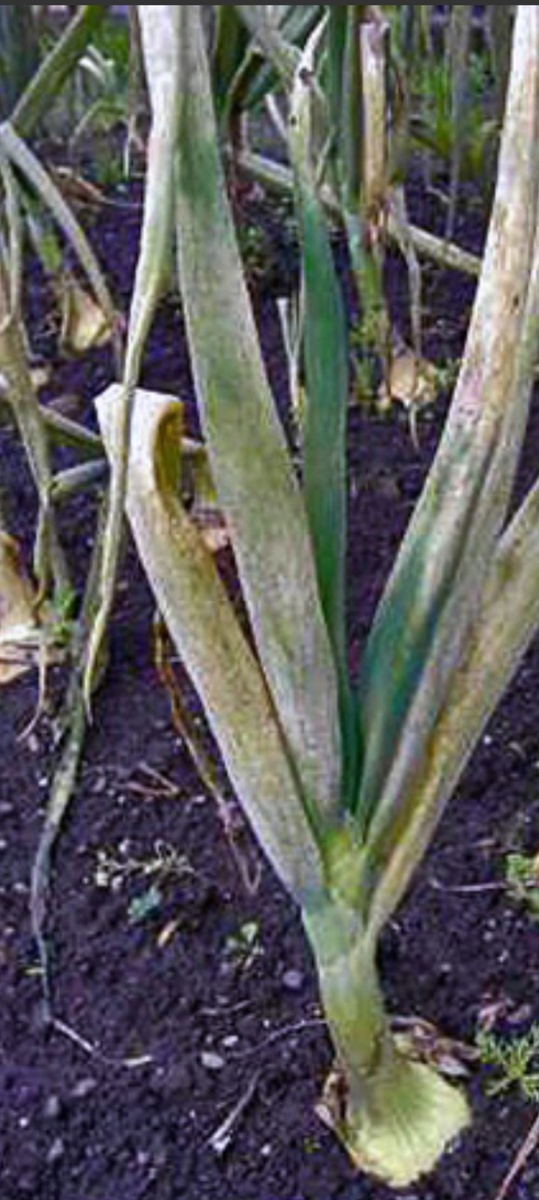 Пероноспороз лука