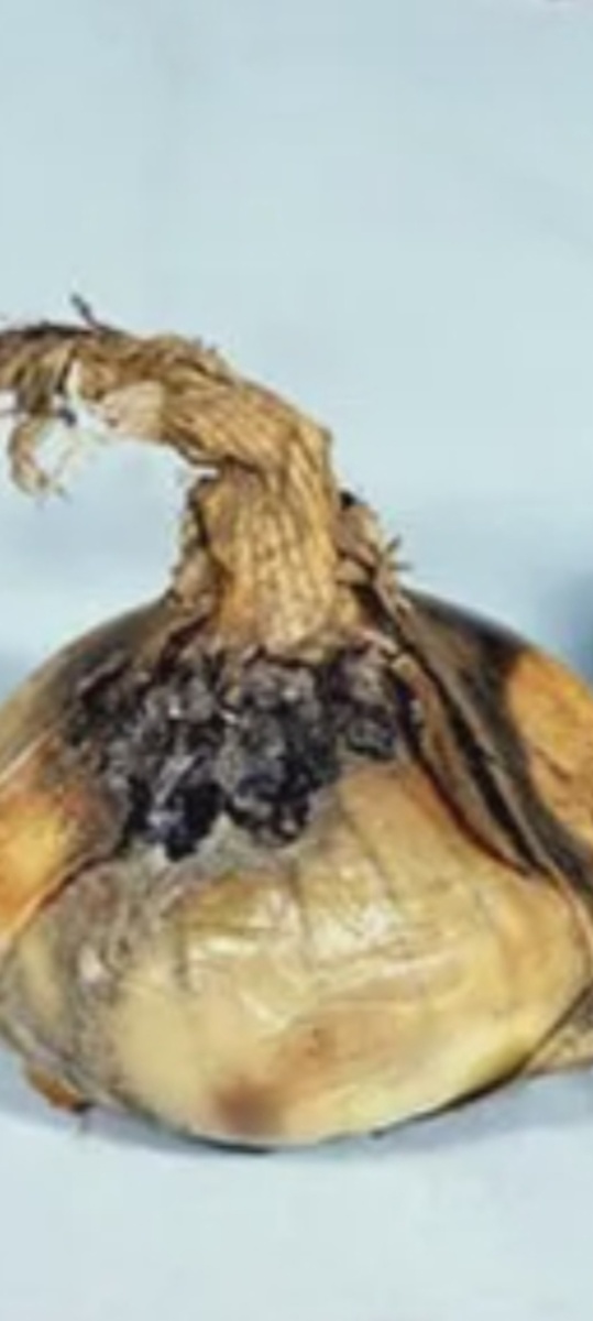 Ботритис лука