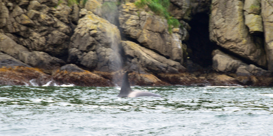 Вокруг Итурупа ч.5 К косаткам на обед