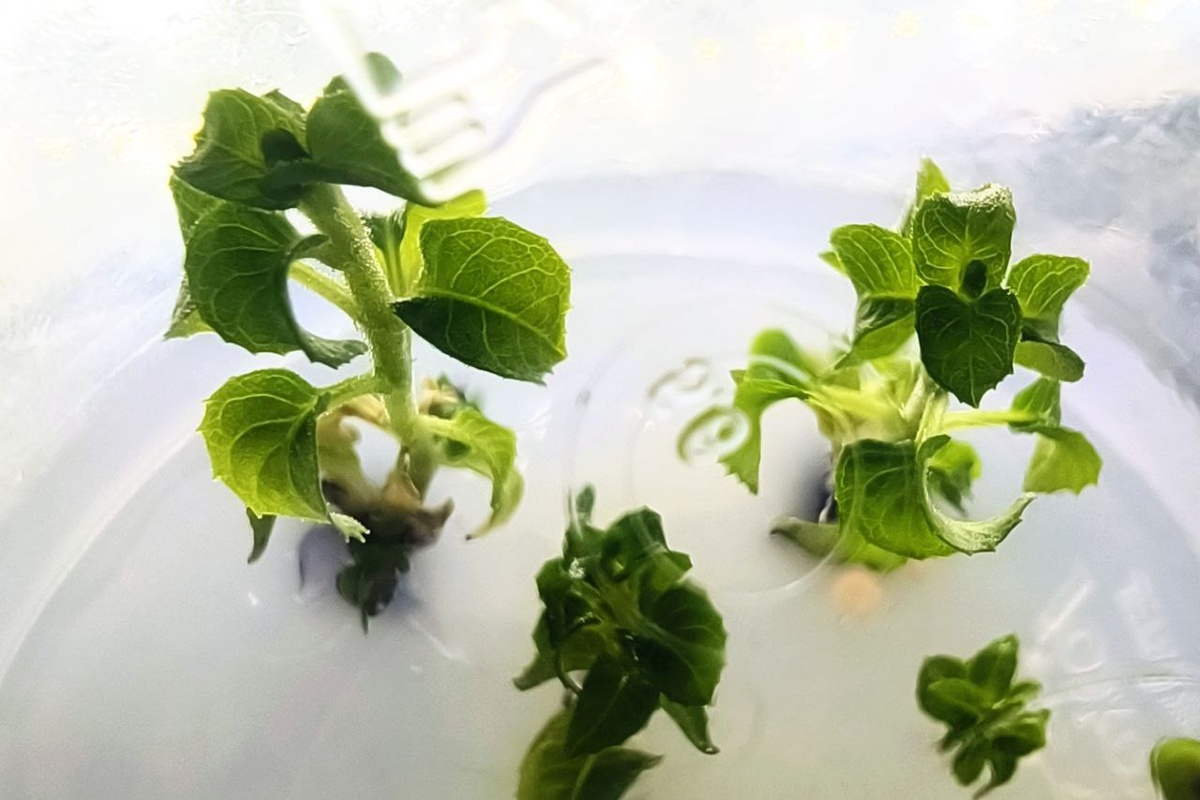 Меристемная фуксия