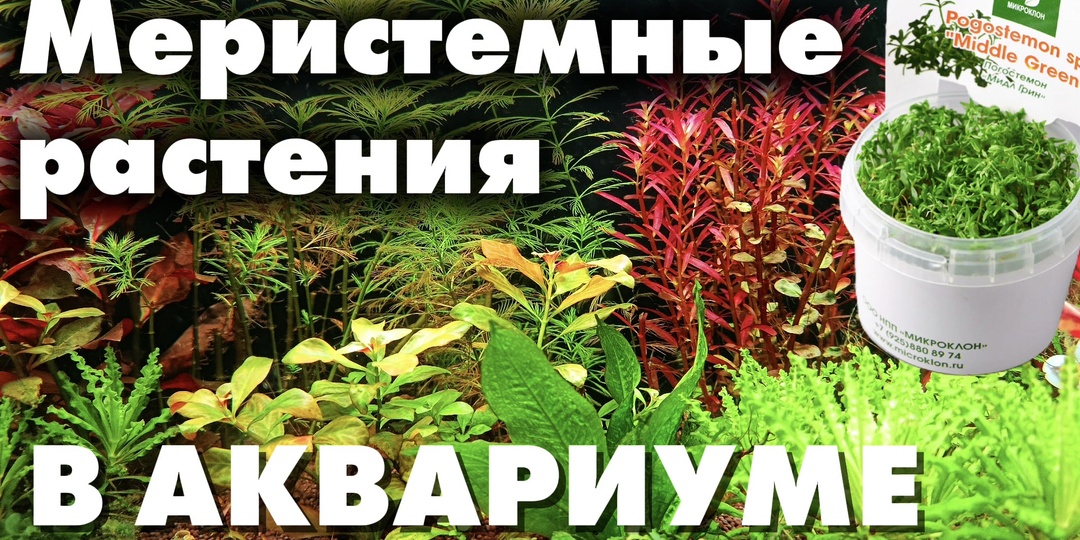 Растения из пробирки. Приручаем меристему в аквариуме.