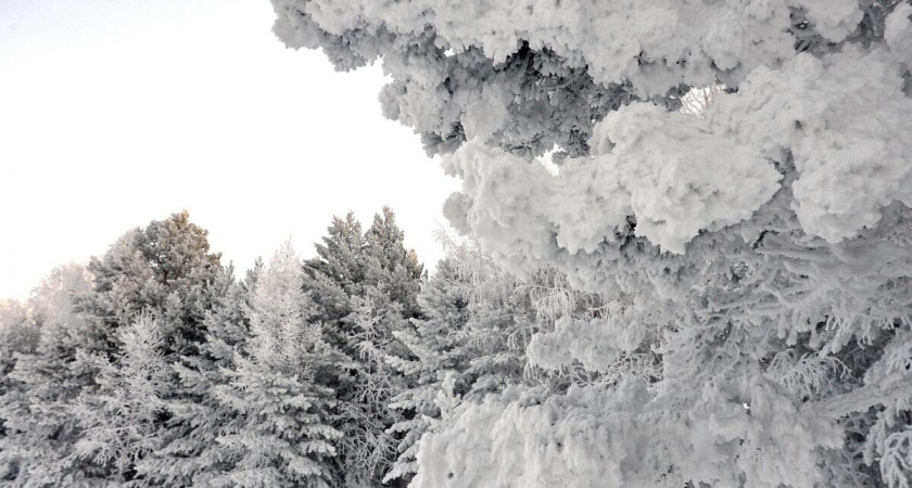    Заснеженный лес на берегу реки Енисей | © РИА Новости / Илья Наймушин