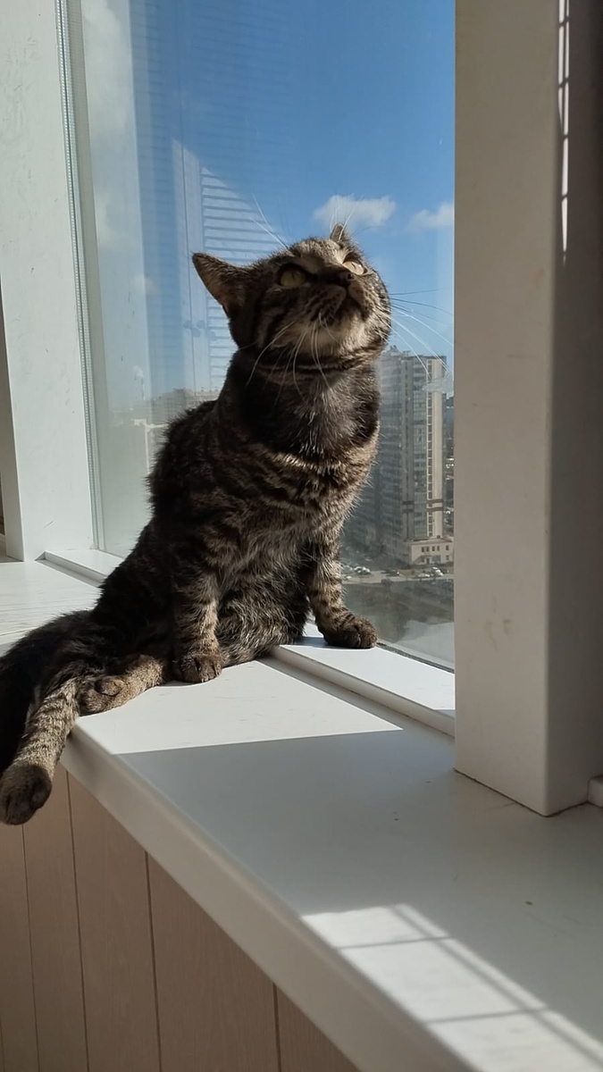 В остальном Куся такая же кошечка, как и все) 😻 Умеет сама забираться на высоту и играть с другими животными в доме👍🐾