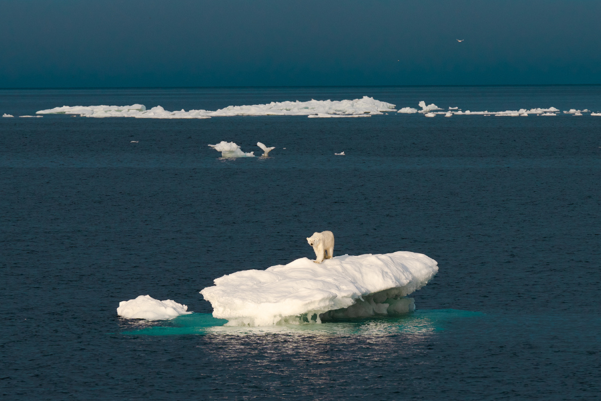 Белый медведь на льдине – настоящий символ Арктики