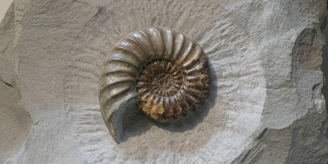 В Великобритании нашли морские окаменелости возрастом 340 млн лет