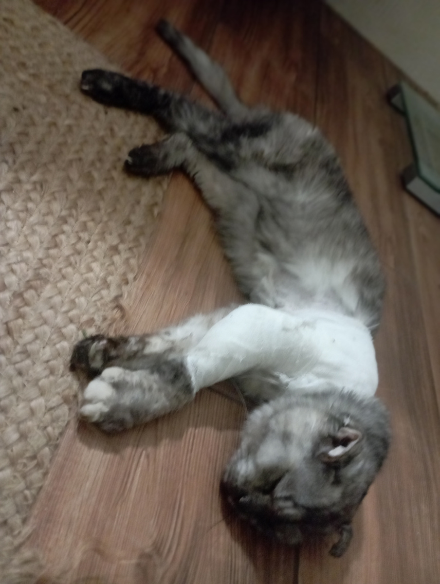 Зайка поела, получила обезболивающее и спит