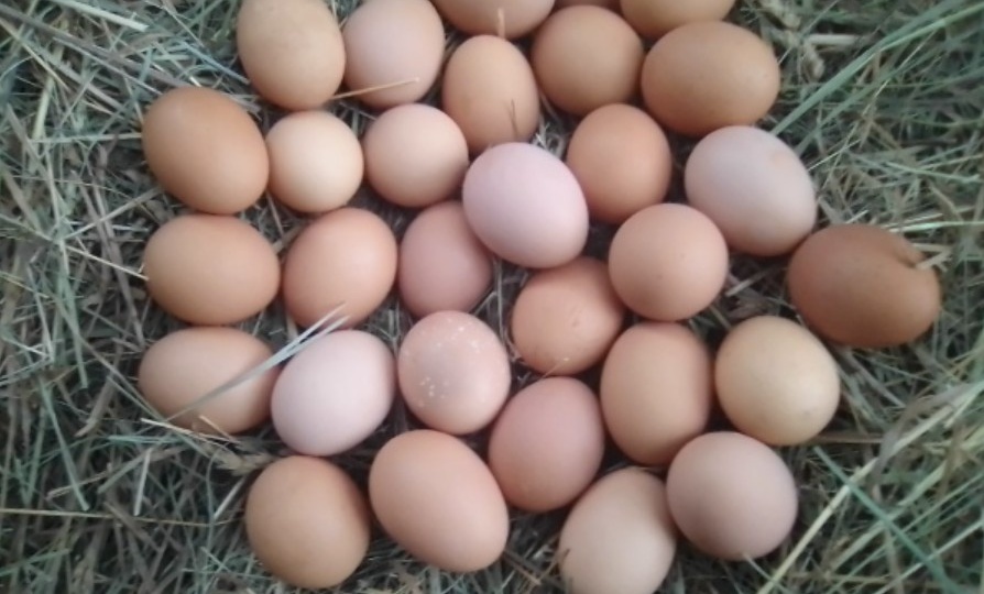 Думал, что мои старые куры уже не будут нестись. Применил один народный рецепт, и теперь гнёзда переполнены каждый день.