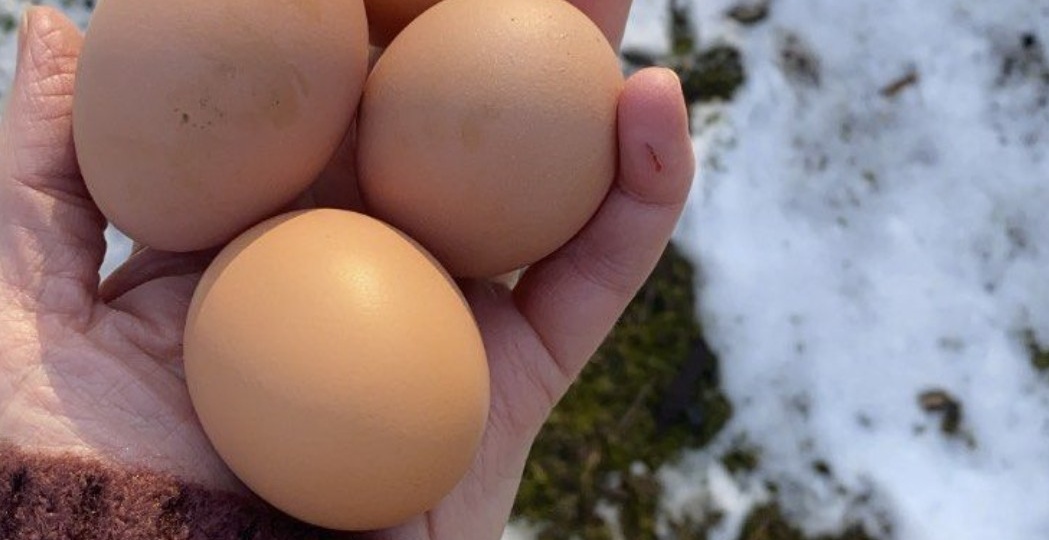 У нас в деревне этот способ знают все старожилы. Попробовал и я - теперь куры несутся даже в самые холодные дни.