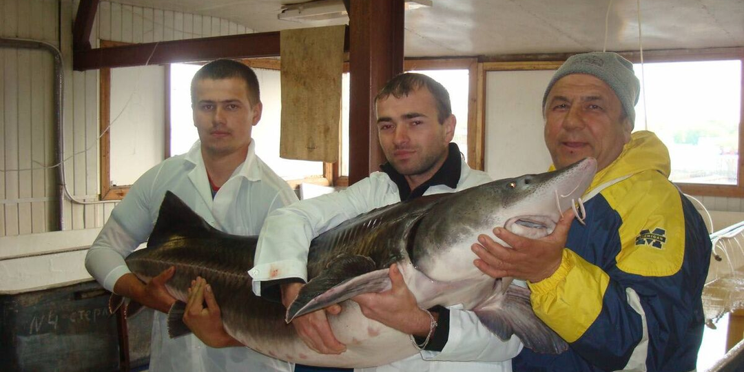 Его создавали, чтобы спасти осетровых от вымирания, а получили их главного врага. Почему этот гибрид под строгим запретом в дикой природе
