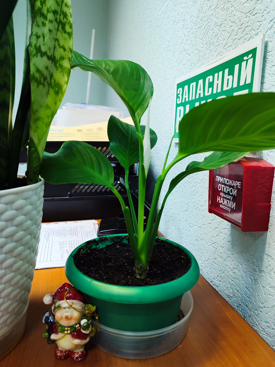 В последние деньки уходящего года..