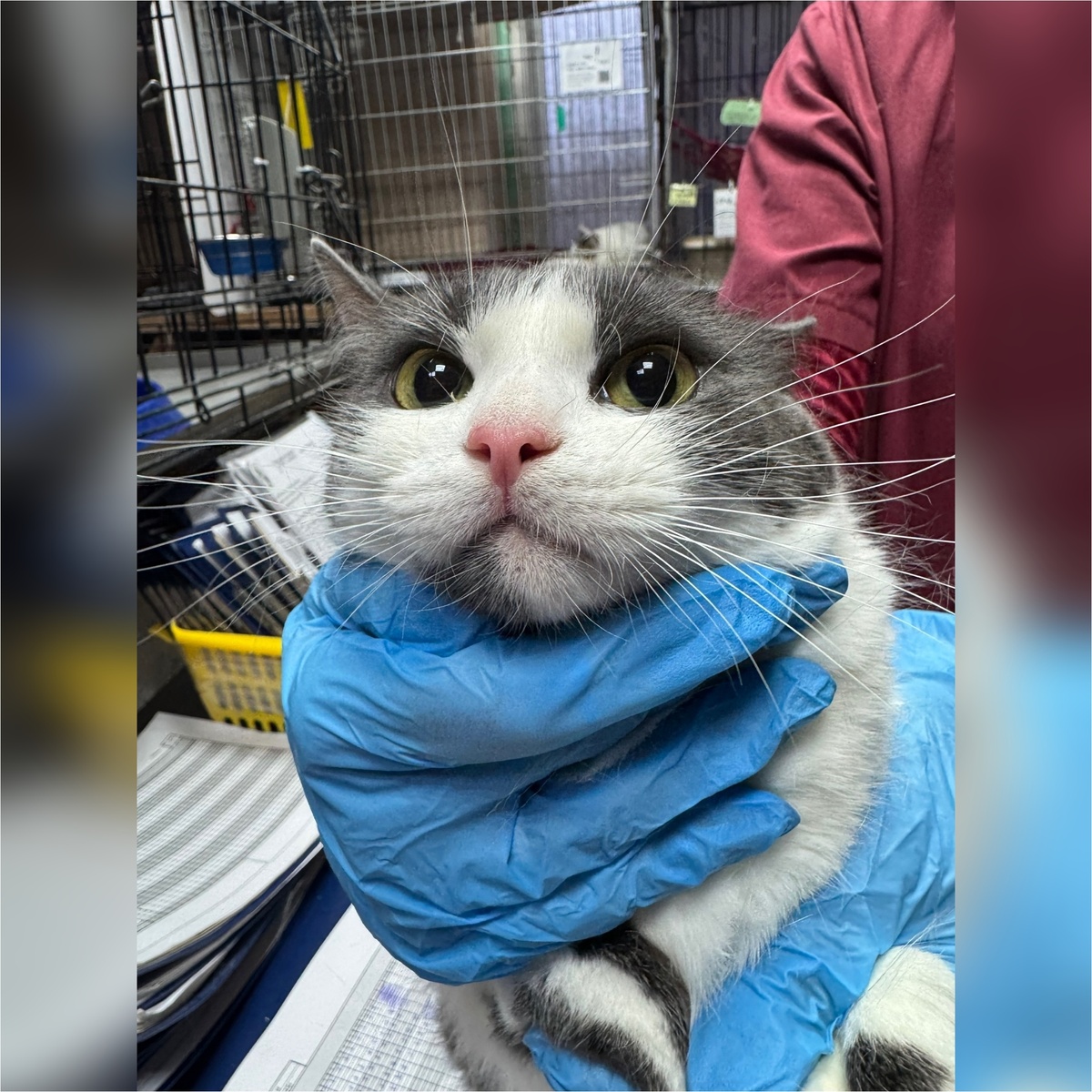 Кетрис приехала с передержки.