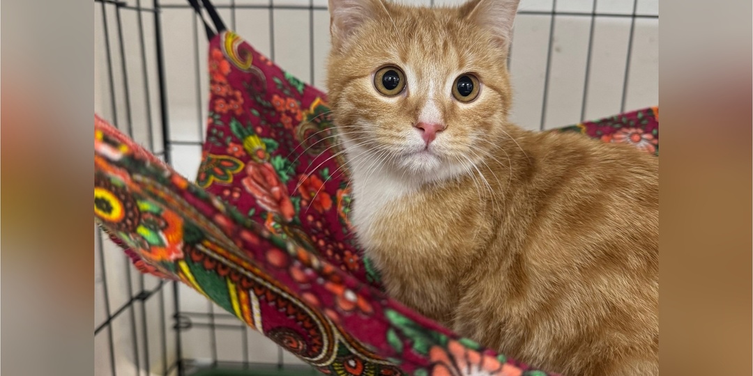 Знакомимся с пополнением