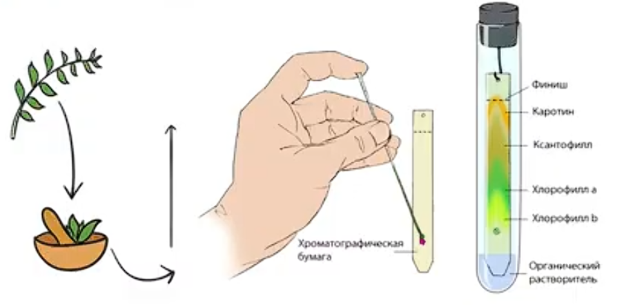Представим, что у нас есть экстракт пигментов в результате измельчения листа растения. Мы не знаем какие пигменты есть в экстракте. Поместим каплю экстракта на хроматографическую бумагу и опустим одним концом в пробирку с растворителем. Дальше растворитель будет подниматься за счет капиллярных сил по  бумаге. Чем меньше масса пигмента, тем больше скорость движения. И получится что самые тяжелые молекулы пигмента  останутся на конце бумаги, которым мы опустили ее  в растворитель, а более легкие поднимаются выше.  И таким образом мы увидим, что лист у нас не просто зеленый, а содержит целую группу пигментов.  Мы разделили смесь на  компоненты по СКОРОСТИ ИХ ДВИЖЕНИЯ в растворителе