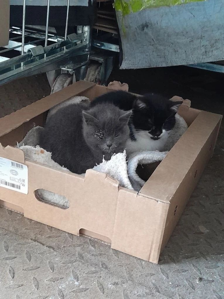 Морды, покрытые инеем. Фото из архива автора