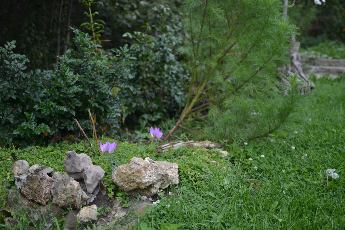 Безвременник, пробивший себе дорогу сквозь плотный ковер вербейника монетчатого. В моем саду