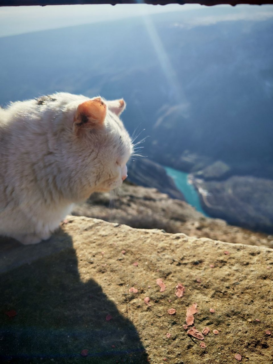 Котик у каньона