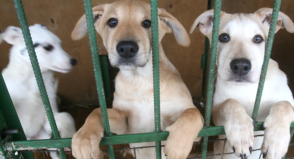 Москвичи забрали из приютов рекордное количество животных: Каких питомцев выбирают горожане