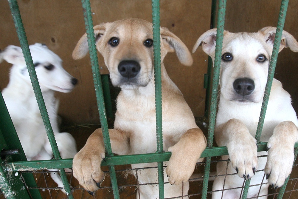    В Москве работают 13 городских приютов, где в настоящее время содержатся 15 тысяч собак и кошек. / Аркадий Колыбалов