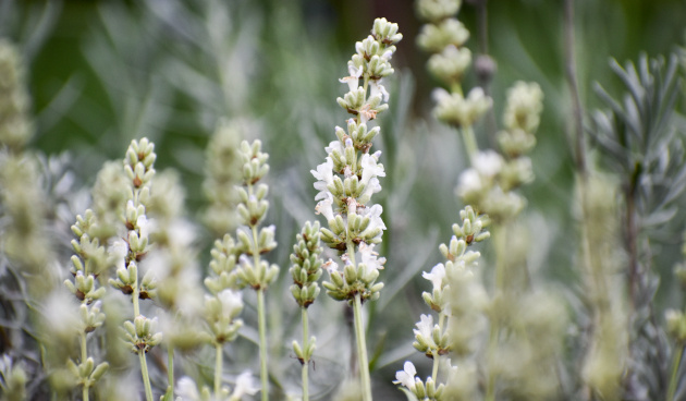    Лаванда Эдельвейс. Фото: shutterstock.com