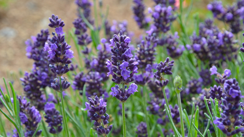 Лаванда. Фото: shutterstock.com
