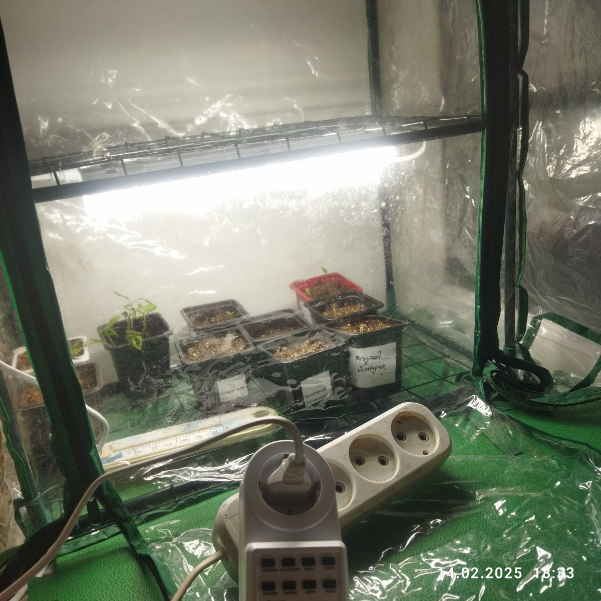 Этот парничок у меня "ясли" для петелек ДО пикировки