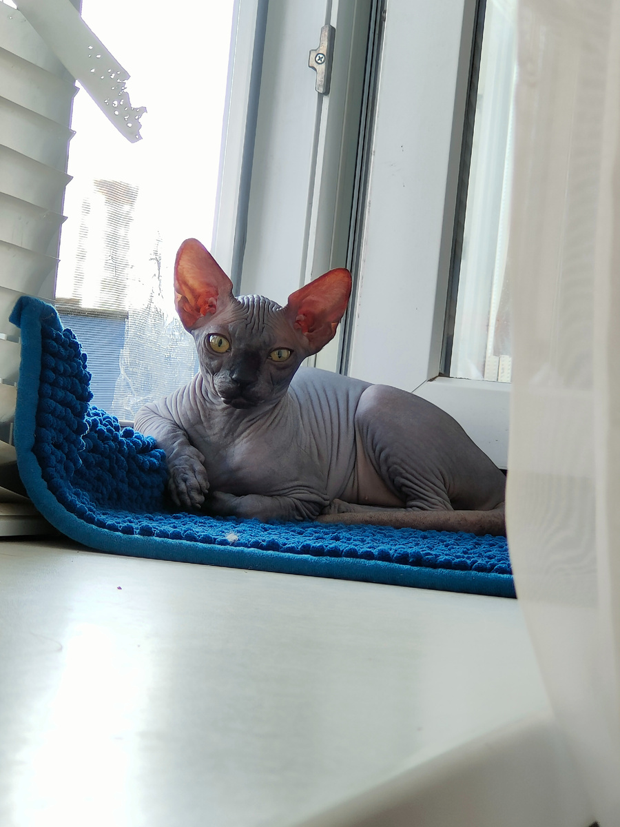 Марсик одыхает 