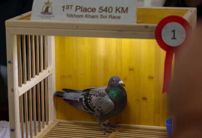 Победитель этого года выглядит как типичный голубь с мусорки