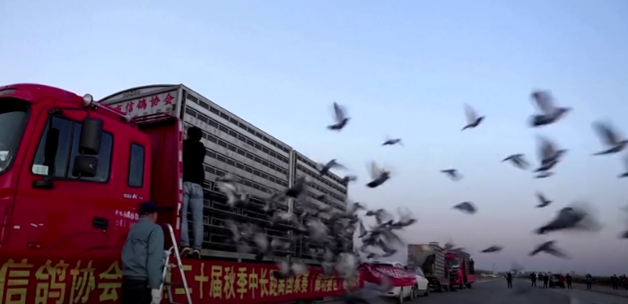 Это еще не гонка, это китайский гоночный заводчик тренирует свои сотни голубей, чтобы выбрать лучшего перед гонкой.