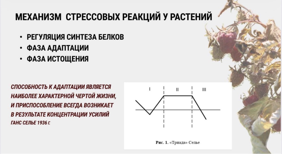 Стресс у растений
