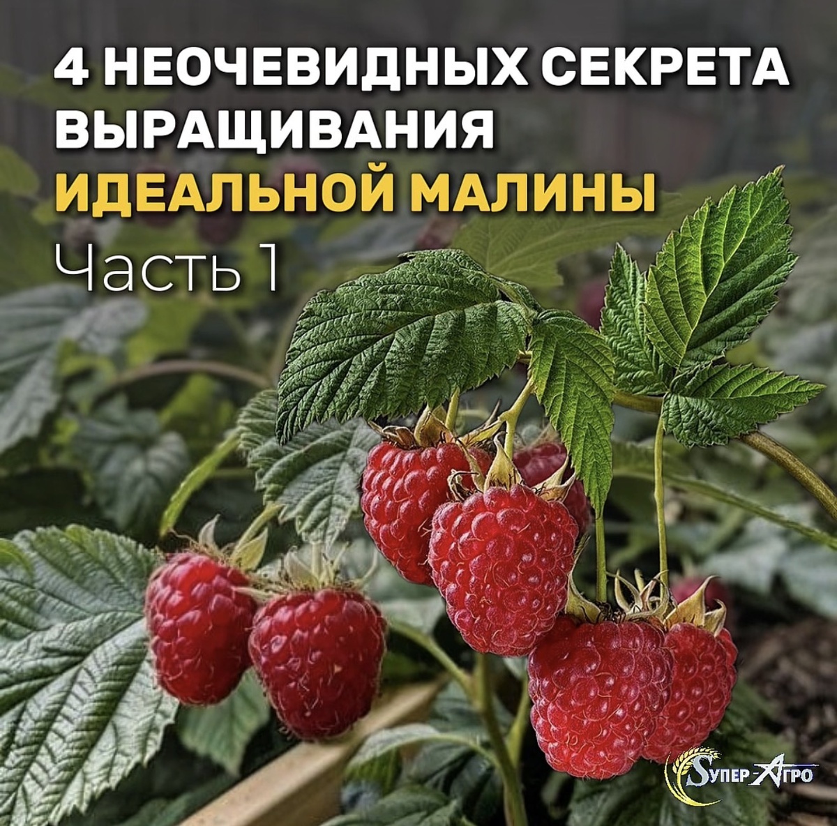 Как вырастить идеальную малину