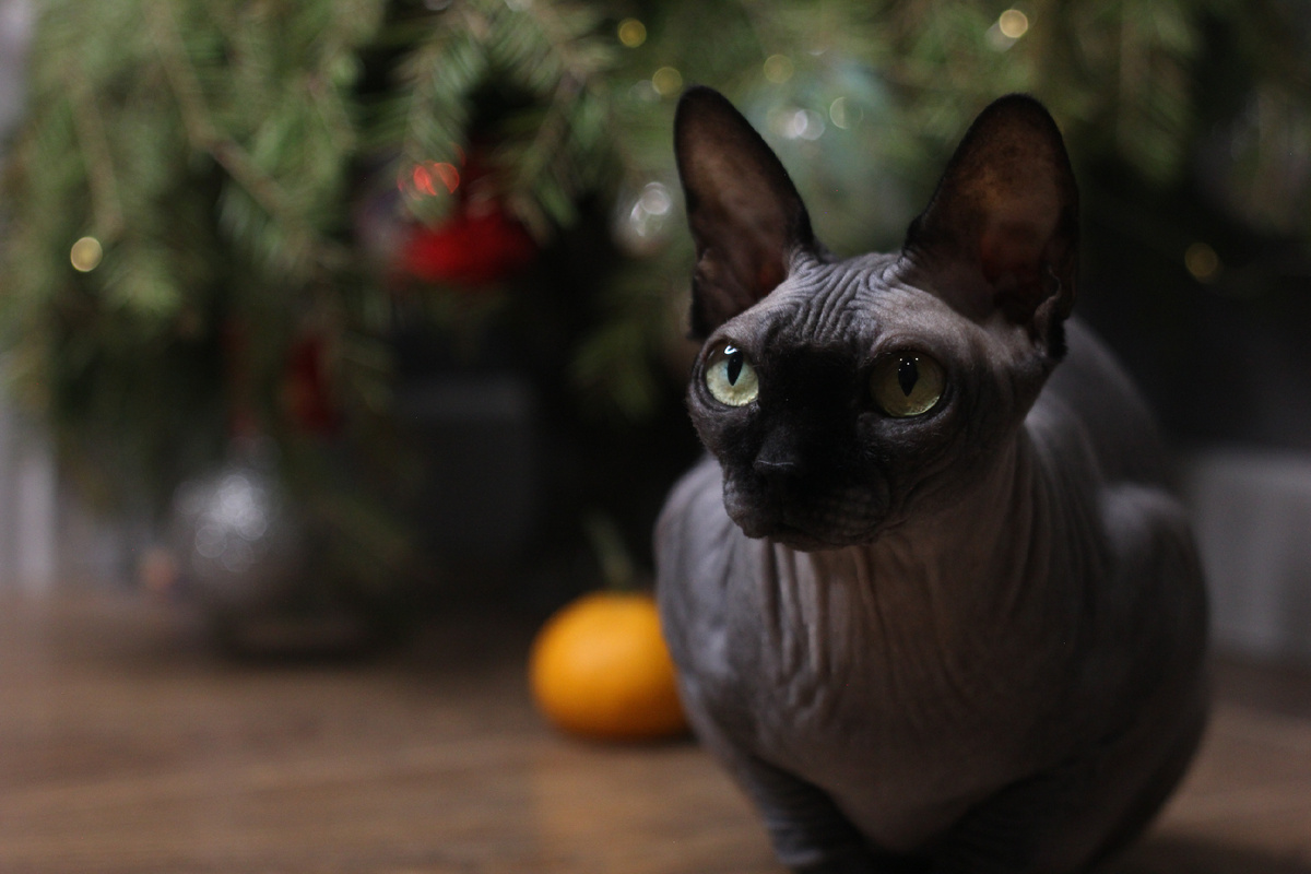 Разведение сфинксов: рассматриваем все "за" и "против"