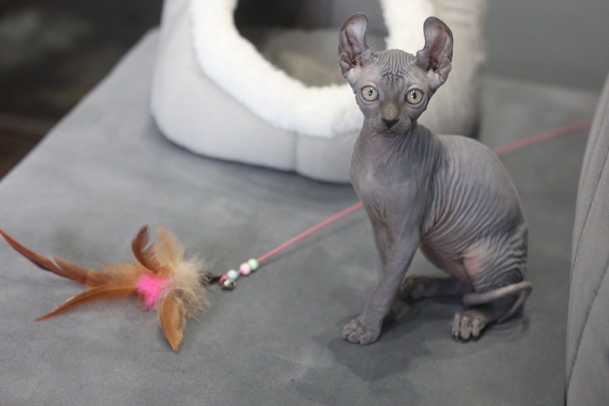 Котятки сфинксы невероятно милые и трогательные, чем порой пользуются разведенцы - непристроенным такой котенок точно не останется