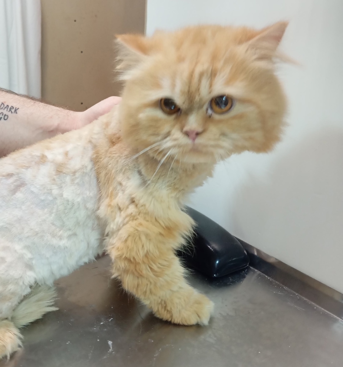 Коллин приехал в приют.