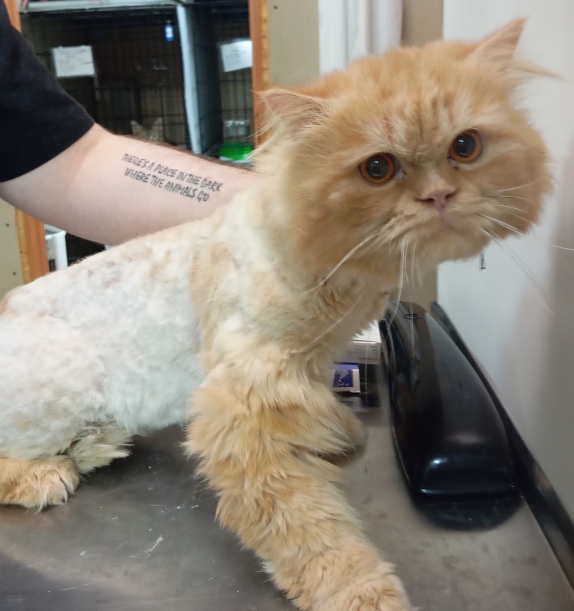 Коллин на осмотре в приюте.