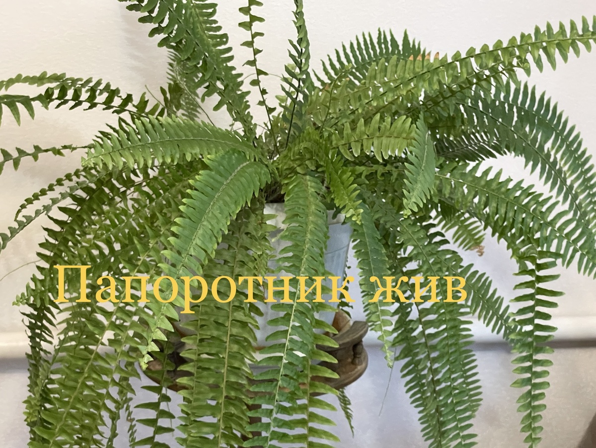 Папоротник 2023