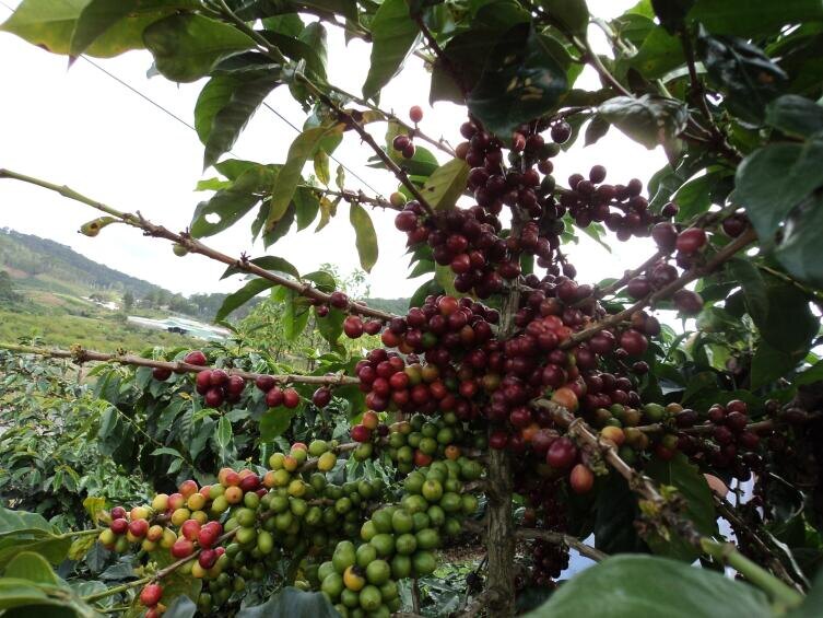    Плантация кофе Фото: Полина Переверзева, личный архив