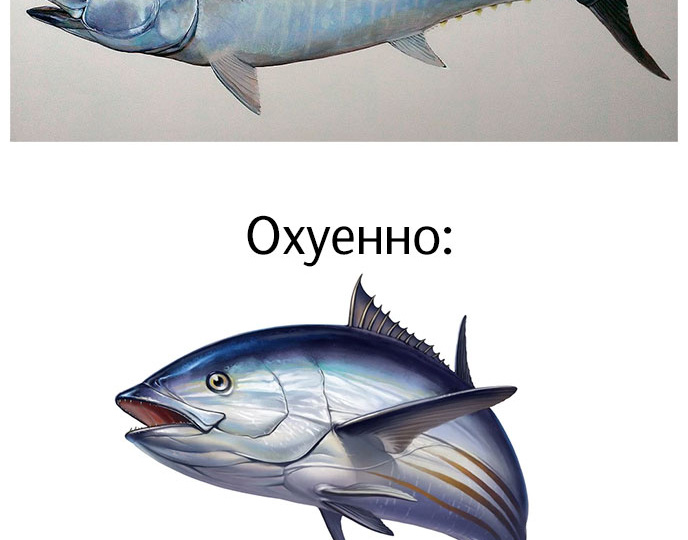 Говно-оуенно: плавники рыб на картинках