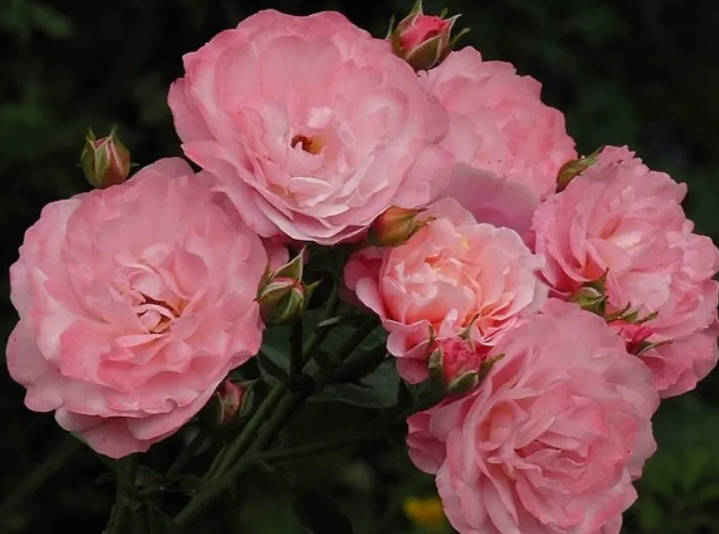 Фото Condizione di Vendita