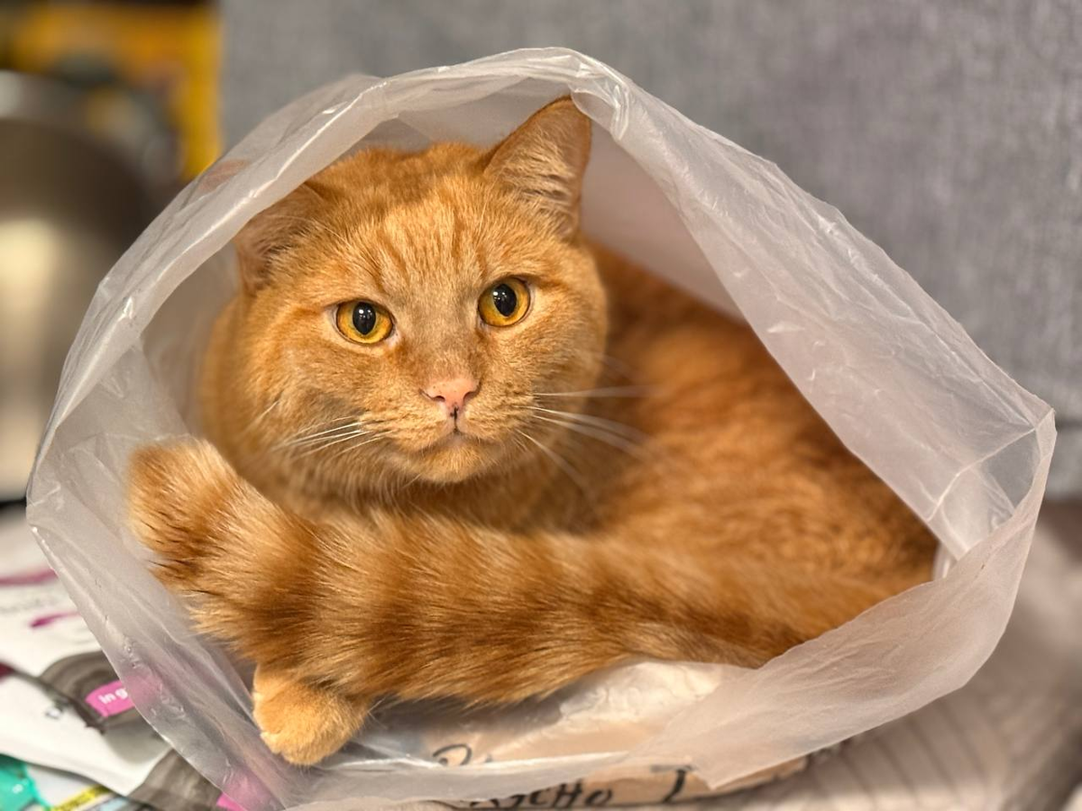 Персик бастует - отказывается от лечебного корма