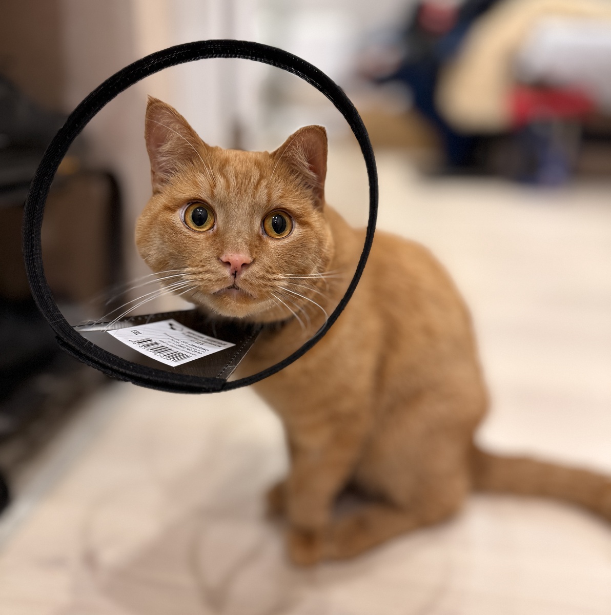 Персик после ветклиники