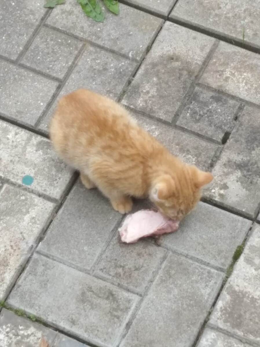 Рыжик кушает