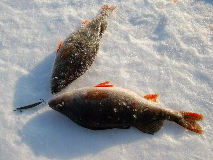     Фото: Яншевского Андрея.