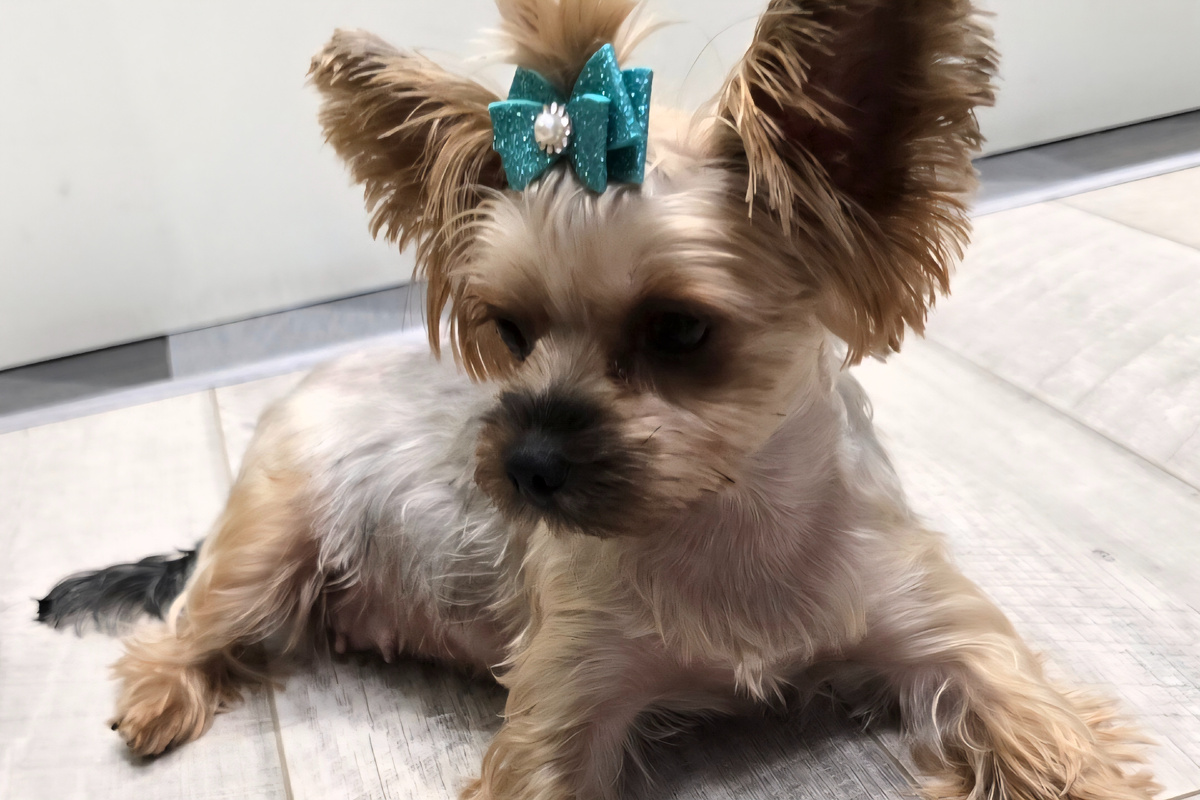 Боня обычная