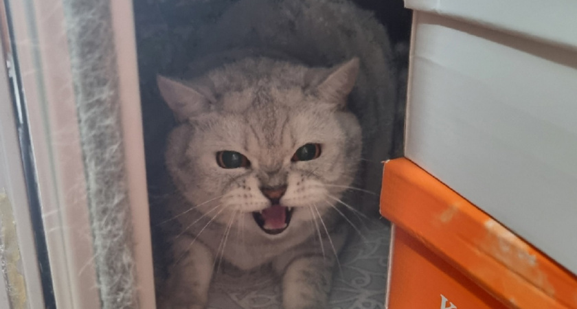    Фото Анастасии Дмитриевой